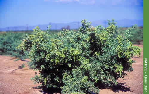 Native Plant - Quail Bush